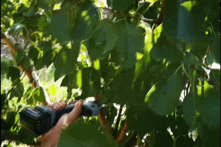 Arvipo Budama Makası